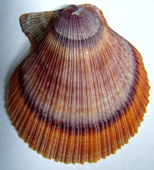 Hrebenatka islandská