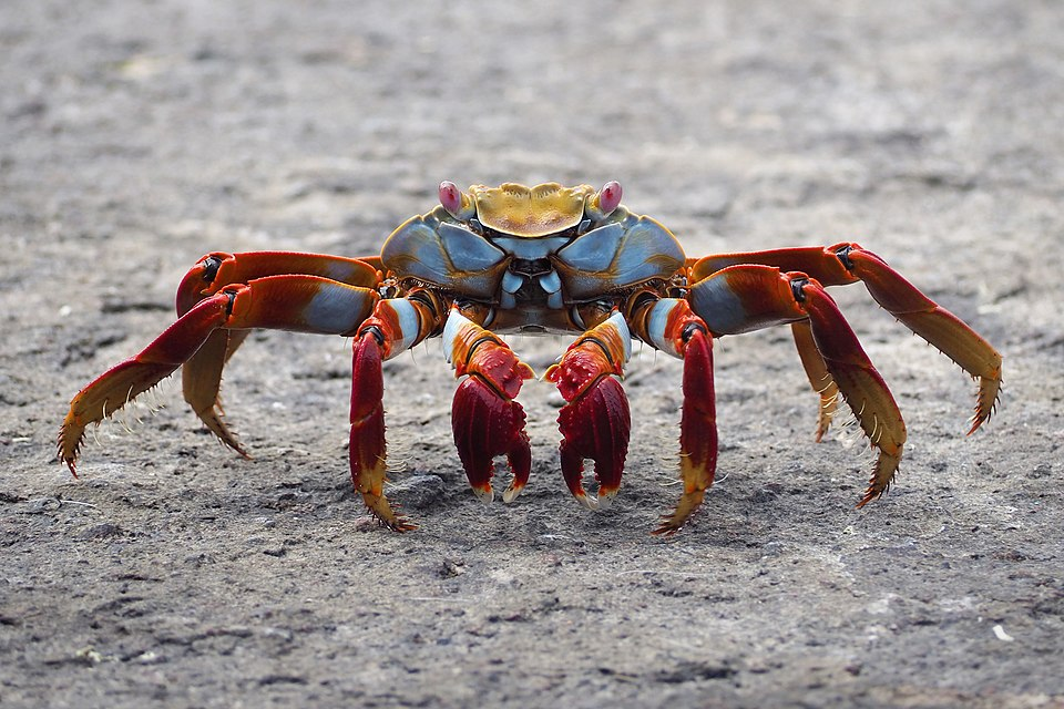 Krab světlonohý